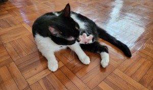 20250810_113252.jpgコピー.jpg-ok